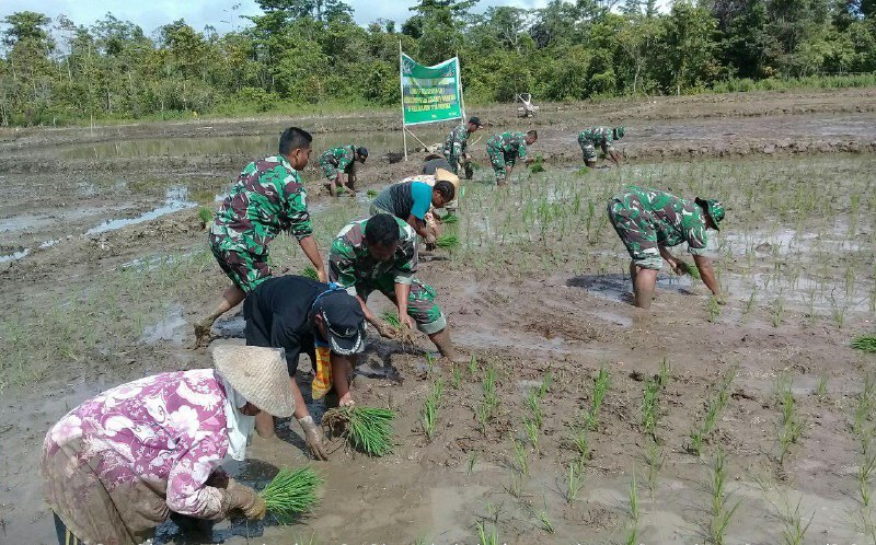 Semangat Para Babinsa Wujudkan Swasembada Pangan Di Wilayah Mimika.(foto/dok)