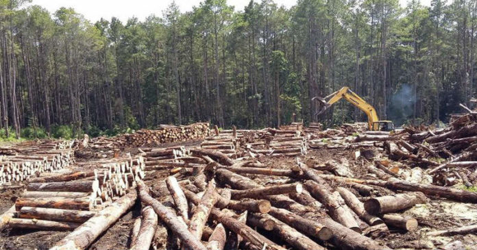 Sejumlah kayu Merbau yang berhasil diamankan. Foto : Ist/PapuaSatu.com
