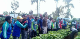 Caption : Masyarakat Kampung Rimba Jaya Distrik Biak Timur, Kabupaten Biak Numfor, secara serentak panen perdana sayuran, pada Jum’at (24/08/2018) siang. Foto : Viona/PapuaSatu.com