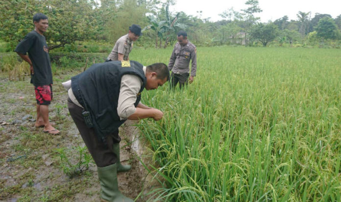 Tiga anggota Satgas Binmas Noken Polres Yahukimo saat meninjau spot penanaman padi milik warga