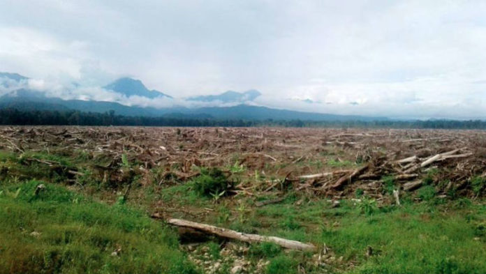 Caption: Ilustrasi kerusakan hutan Papua