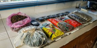 Caption : Barang bukti ganja yang diamankan Team Opsnal Subdit Gakkum Polda Papua