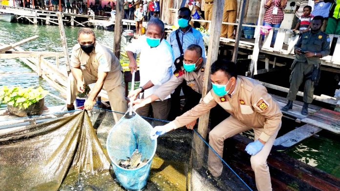 Bupati Jayapura, Mathius Awoitauw didampingi asisten I A. Rahman Basri saat memanen ikan di kolam ikan milik warga kampung di Distrik Ebungfau, Selasa (19/5) Bupati Jayapura, Mathius Awoitauw didampingi asisten I A. Rahman Basri saat memanen ikan di kolam ikan milik warga kampung di Distrik Ebungfau, Selasa (19/5)