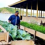 Bercocok tanam sayur dengan menggunakan metode vertikultur