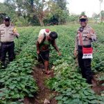 Personil Bhabinkamtibmas menunjukkan hasil atas upaya memanfaatkan lahan tidur untuk ketahanan pangan di Kabupaten Merauke
