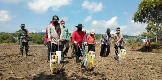 Caption : Bupati Kabupaten Keerom, Muhammad Markum, SH.,MH.,MM didampingi Ketua DPRD, Bambang Mujiono dan Ondoafi Kampung Arsopura saat melakukan penanaman jaging Hibrida secara simbolis di Kampung Arsopura, Distrik Skanto, Kamis (25/06/2020)
