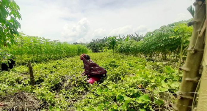Salah seorang angota Kelompok Tani Usaha Bersama saat memanen ubi jalar