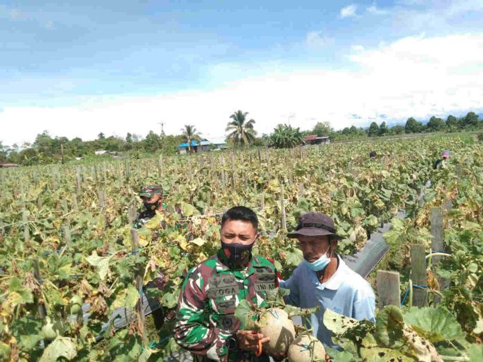 Caption : Dandim 1710/Mimika Letkol Inf. Yoga Cahya Prasetya bersama kelompok tani Mandiri saat panen perdana buah Melon, pada Senin (04/01/2021).