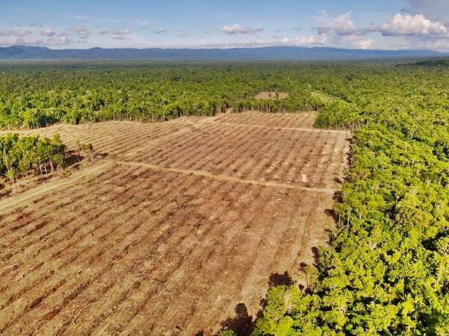 Caption Foto : Ribuan Hektar Hutan yang di gusur oleh Perusahaan Perkebunan Kelapa Sawit di Namblong gambar udara//ISTIMEWA