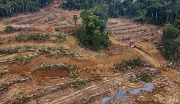 Kerusakan Hutan Hujan di Tanah Papua (foto/ISTINEWA)