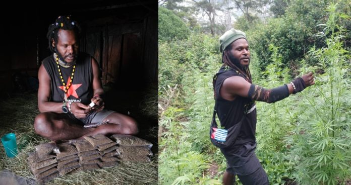 Egianus Kogoya, Pimpinan KKB wilayah Nduga saat mendokumentasikan Narkotika jenis ganja miliknya.(foto adalah dokumen yang diambil dari handphone milik Egianus Kogoya yang berhasil diamankan aparat dari Satgas Gakkum Ops Damai Cartenz 2025) Egianus Kogoya, Pimpinan KKB wilayah Nduga saat mendokumentasikan Narkotika jenis ganja miliknya