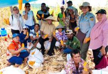 Gubernur Papua, Matius D. Fakhiri berfoto bersama para petani Kampung Sanggaria, Distrik Arso, Kabupaten Keerom, yang sedang mengupas jagung hasil panenannya, Kamis (30/4/26)