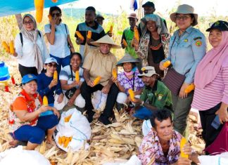 Gubernur Papua, Matius D. Fakhiri berfoto bersama para petani Kampung Sanggaria, Distrik Arso, Kabupaten Keerom, yang sedang mengupas jagung hasil panenannya, Kamis (30/4/26)