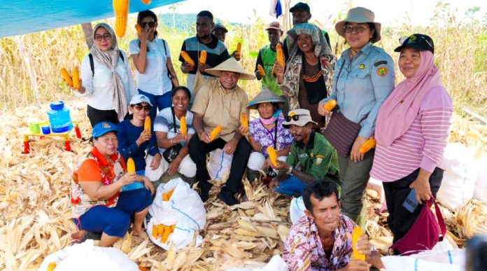 Gubernur Papua, Matius D. Fakhiri berfoto bersama para petani Kampung Sanggaria, Distrik Arso, Kabupaten Keerom, yang sedang mengupas jagung hasil panenannya, Kamis (30/4/26)